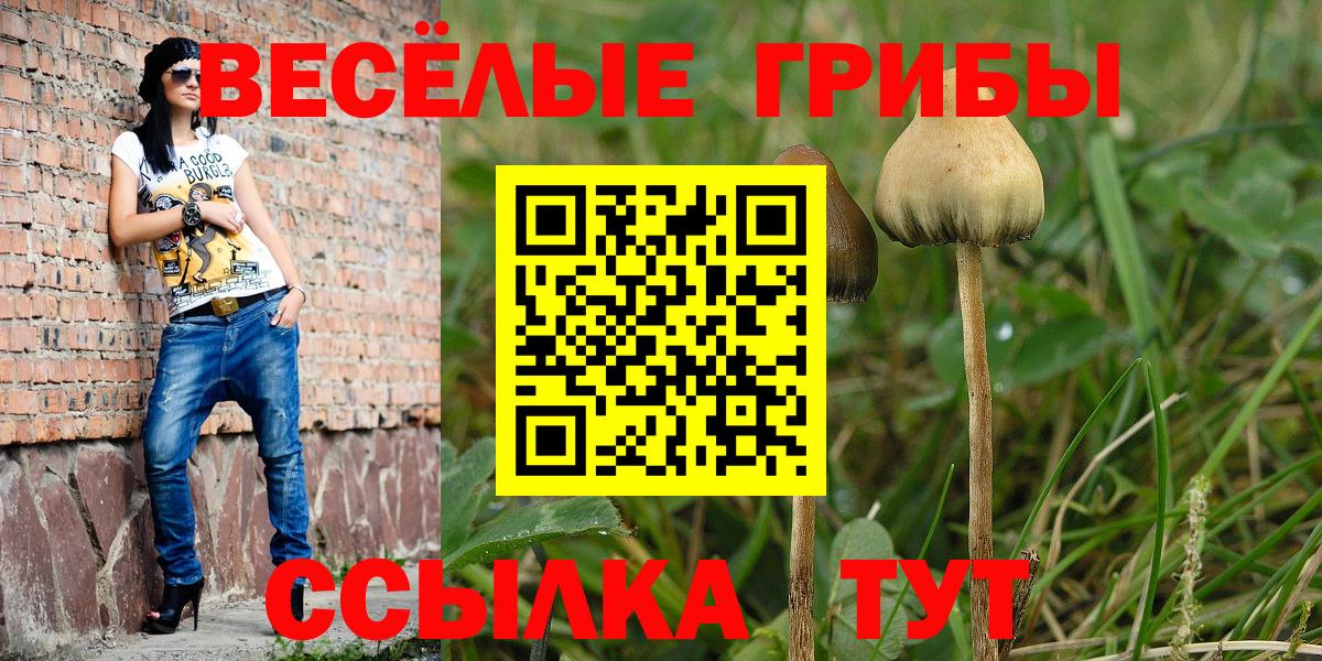 Грозный  Галлюциногенные грибы Psilocybe  Вход с VPN 